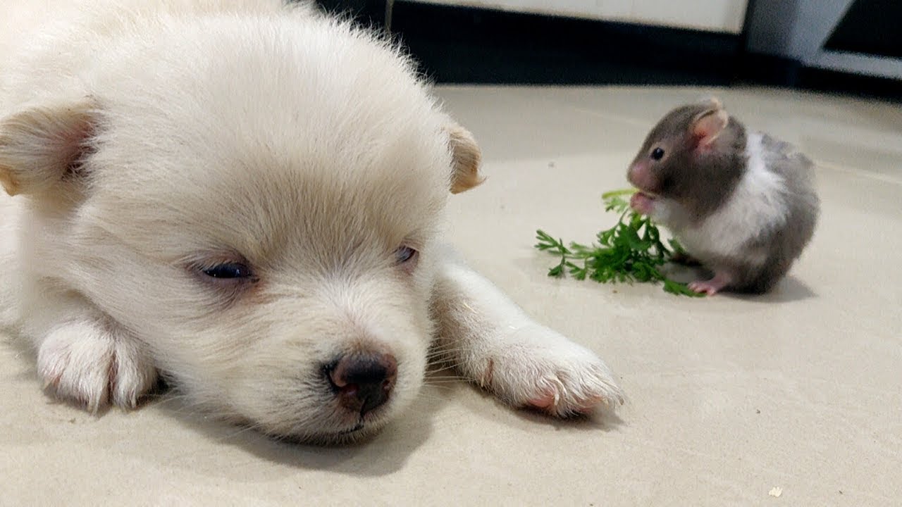 HAMSTER vs NEW DOG!!!! (Cuteness Overloaded) YouTube