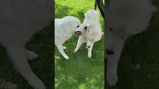 owczarek podhalański 1rok & pirenejski pies górski 9 miesięcy #Tosia i Bari# zabawa#🐕🐕🦺💜♥️♥️