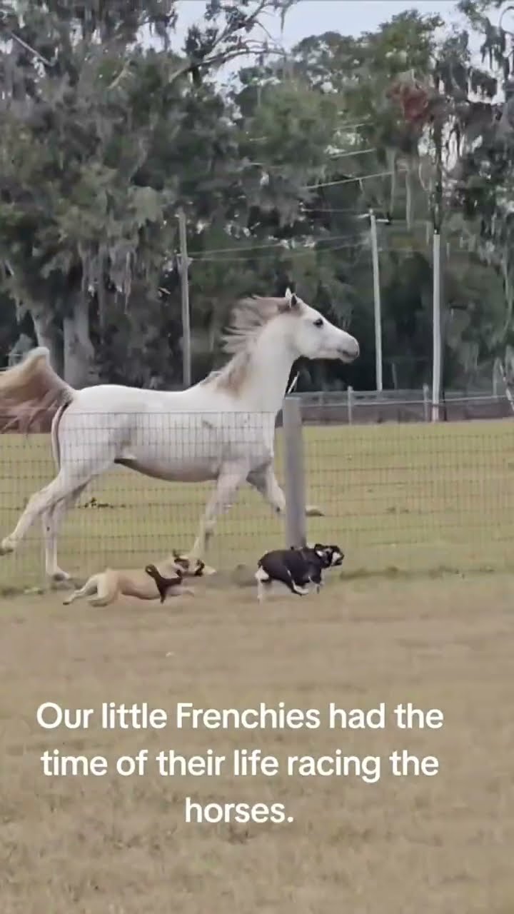 They going up against some horses im glad they got the zombies out