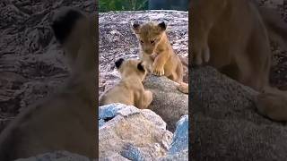 🐾❤️Tiny lion cubs playing together🌅