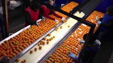 Fruit Grading and Cull Line