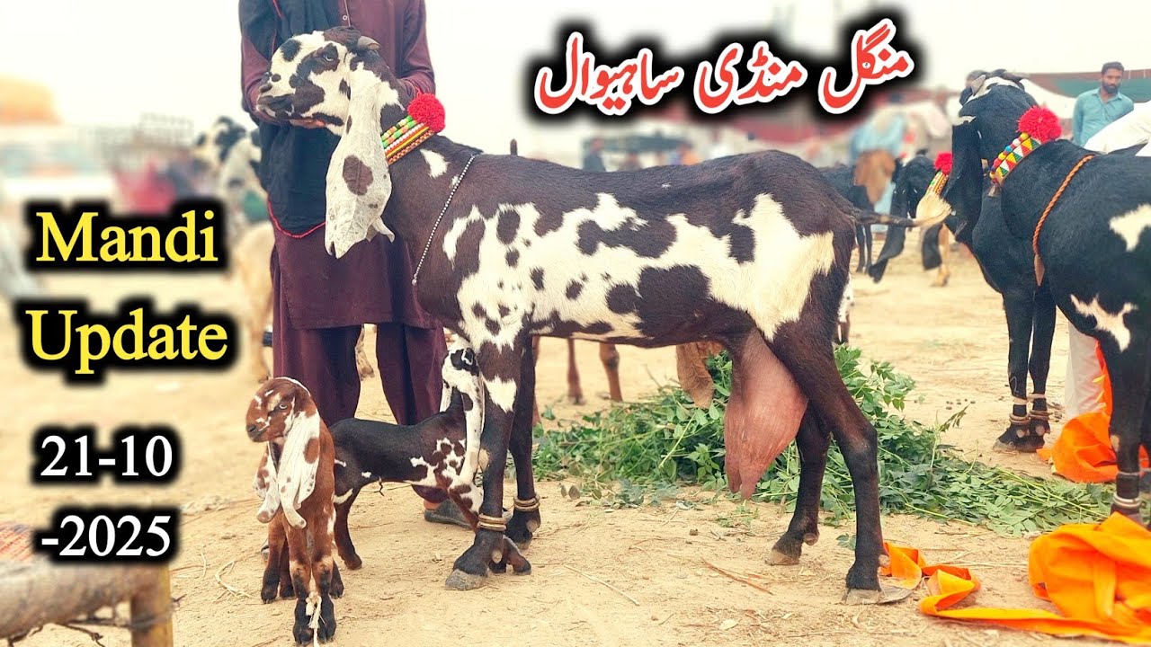 Sahiwal bakra Mandi Today New Update-Milking Goats With Kids-Preagnint Goats-21 October 2025