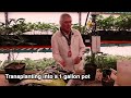 Potting Up with SoHum Living Soils®