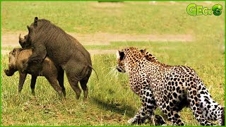 A Terrifying Clash Broke Out When The Leopard Discovered The Wild Boar's Strange Actions