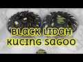 Black lidah kucing sagoo  by peggy louisa
