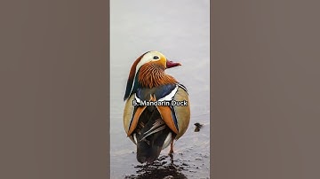 Top 10 Most Beautiful Birds in the world 🌎🌍 | top 10 birds in the world | #shorts  | #viral |#top10