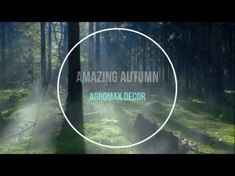 AMAZING AUTUMN