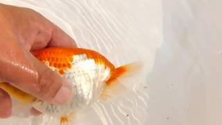 DSCF7160