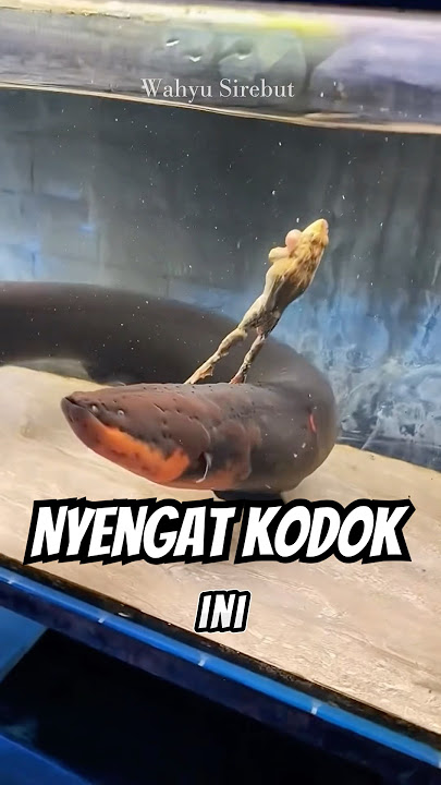 Belut listrik menyengat katak ⁉️auto klepek klepek #bolang #belutlistrik #katak
