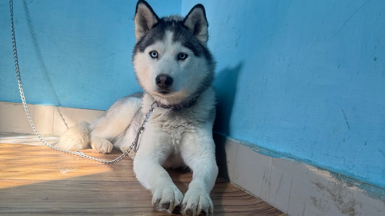 Bark & Board: Where Dogs Love to Stay || Shimla dog station 