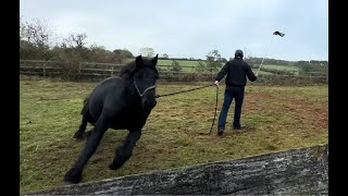 Frightened and troubled pony needs help!!