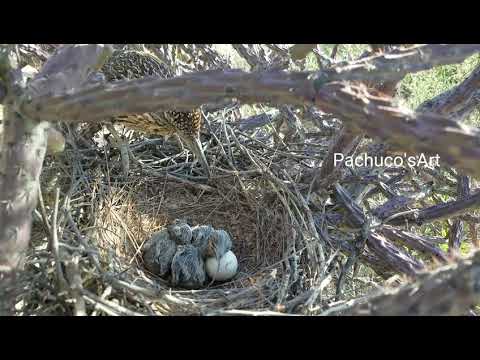 Greater roadrunner feeding her babies a lizard