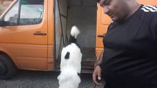 Как приучить собаку к машине? Как приучить собаку к машине?