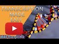 Decoding the Human Genome: Gene Expression and Transcription Insights