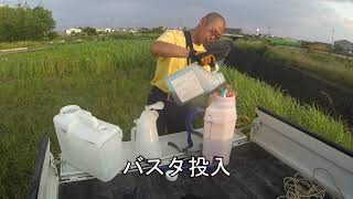 あぜに除草剤をまく(バスタ・100倍)　田んぼ・２０２０　20200616