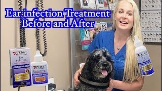 Ear Infection Treatment | Zymox Products Before and After