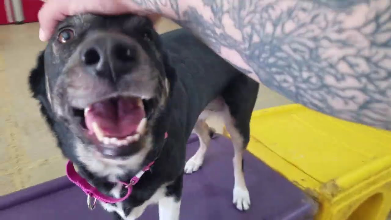 Playtime at Dogs On The Farm & Cats Too!