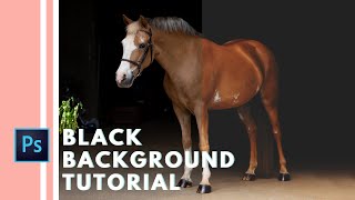 Take & Edit Equine Black Background Portraits Like a Pro... And in Half the Time! screenshot 2