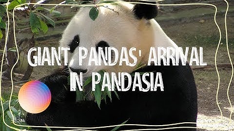 Giant Pandas arrive at Pandasia in the Netherlands