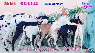 Big Offer 12500 Top Class Ablak Gulabi Rajanpuri Goat Breed vs Shera Print Goats Ustad Nadir Farm