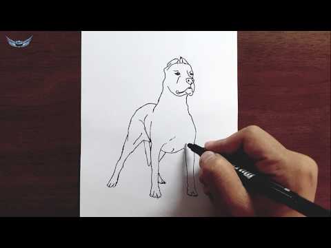 Pitbull Köpek Nasıl Çizilir - Hayvan Çizimi