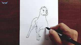 Pitbull Köpek Nasıl Çizilir - Hayvan Çizimi Resimi