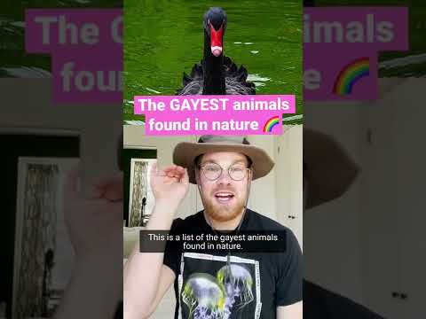 The Gayest Animals Found in Nature #shorts