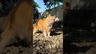 Kucing Lucu Namanya Millo Si Oyen