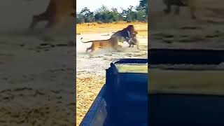 Lion vs Lioness #lioness #attack