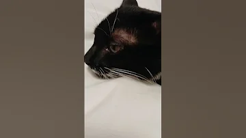 발정시작ㅠㅜ원장님 안계셔서 수술은 좀 미뤘더니 발정기가 먼저옴 ㅠㅠ 안쓰럽네 밤새 냥이발정 Cat 새끼고양이 중성화수술 고양이일상 턱시도고양이 발정기 스트레스 