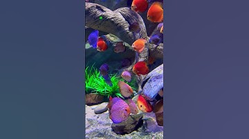 Cá Đĩa đỏ thuỷ cung Phú Quốc - Ánh Mắt Biết Cười