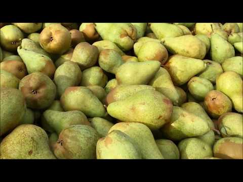 Video: Muchosed Apple And Pear