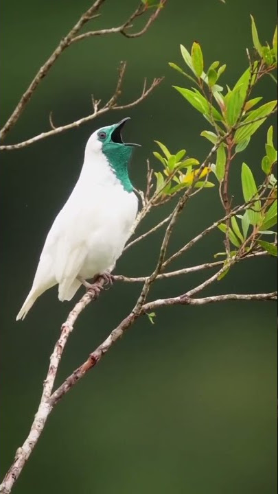 🐦Bare-throated bellbird🐦