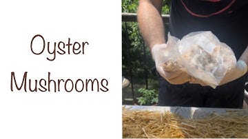Oyster Mushroom Straw Bag | Step-by-Step Guide