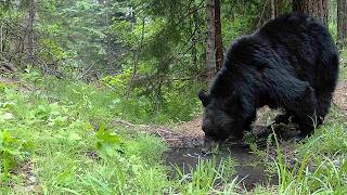 Trail Camera Footage From Idaho's Backcountry | 2026 Week 26 Trail Camera Footage From Idaho's Backcountry | 2026 Week 26