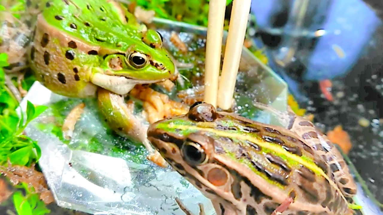 トノサマガエルとダルマガエル、仲良くご飯を食べる8 - YouTube