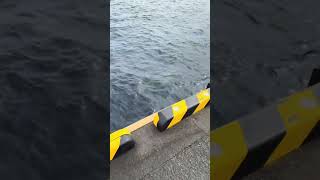 Ce grand requin blanc, aperçu ce matin à Bordeaux