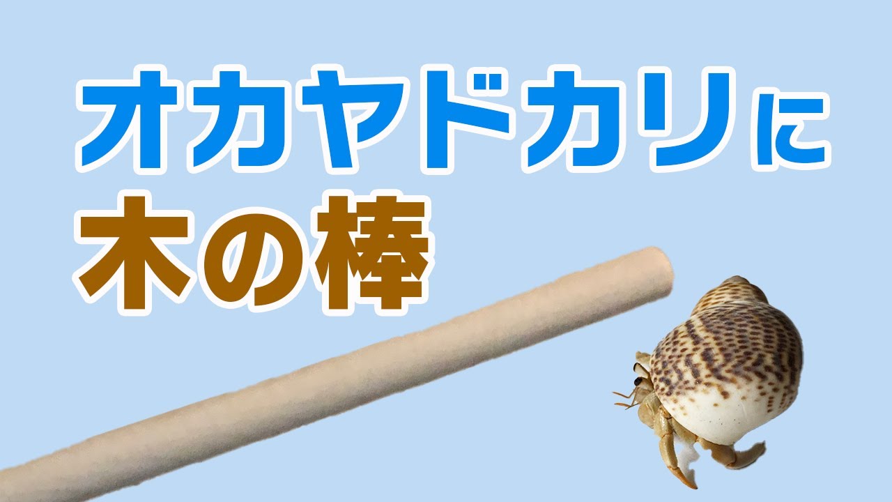 オカヤドカリに木の棒をあげたら果たして登ってくれるのか?