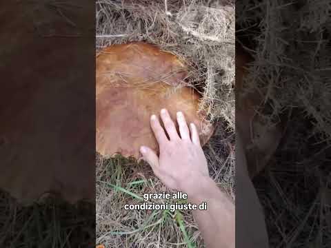 Video Il porcino gigante dell'est Europa: avete visto questo ritrovamento straordinario sul web? #porcini