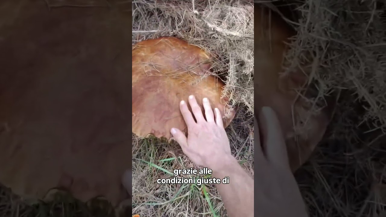 Il porcino gigante dell'est Europa: avete visto questo ritrovamento straordinario sul web? 