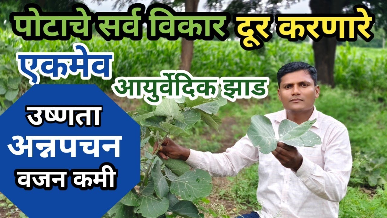 पळसाच्या पानाचे गुणकारी फायदे,औषधी वनस्पती, पळसाच्या झाडाचे महत्व माहित आहे का | 🌲Palas sacred tree 