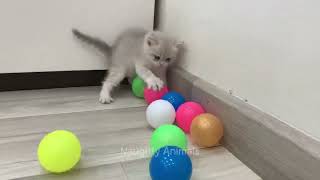 Funniest Animals  New Funny Cats and Dogs Videos