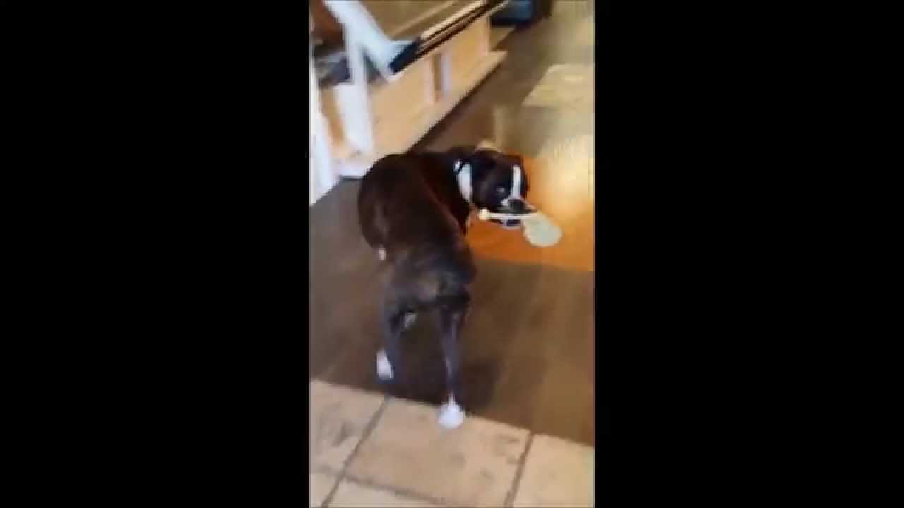 Boxer Dog does Funny Sideways Wiggle Walk YouTube