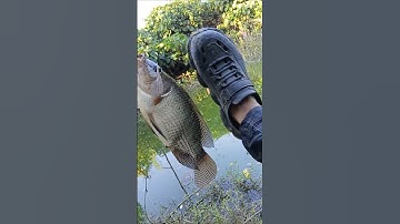 NILA BABON 🎣 Sungai Kecil Dihuni Ikan Besar #shorts #mancing #mancingliar #viralshorts #viralfishing