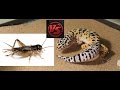 Leopard gecko vs cricket AMAZINGLY EPIC FIGHT