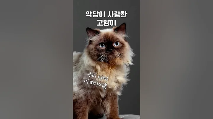 Video 11464731: persian cat love, breed persian, meow persian, persiancat