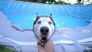 Husky Is Upset We Are Getting Rid Of His Big Pool..