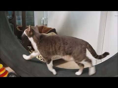 cute cats for sale jellybean going for a stroll