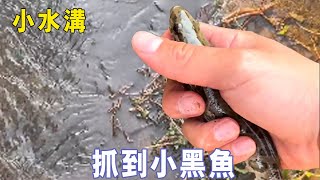 小水溝抓到多條小黑魚，還長著兩根鬍鬚，你們認識這是什麼魚嗎？ 【戶外阿傑】