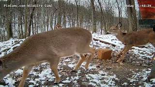 A New Berry Feeder Block  Always Works    12/18/22